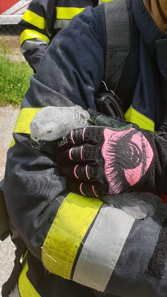 Beginnender Wohnungsbrand (Bild 1)